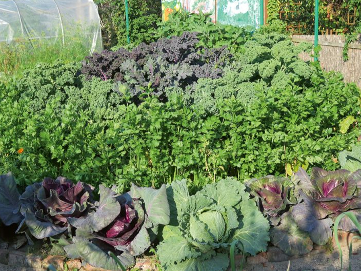 Kale kāposti dobes vidū.