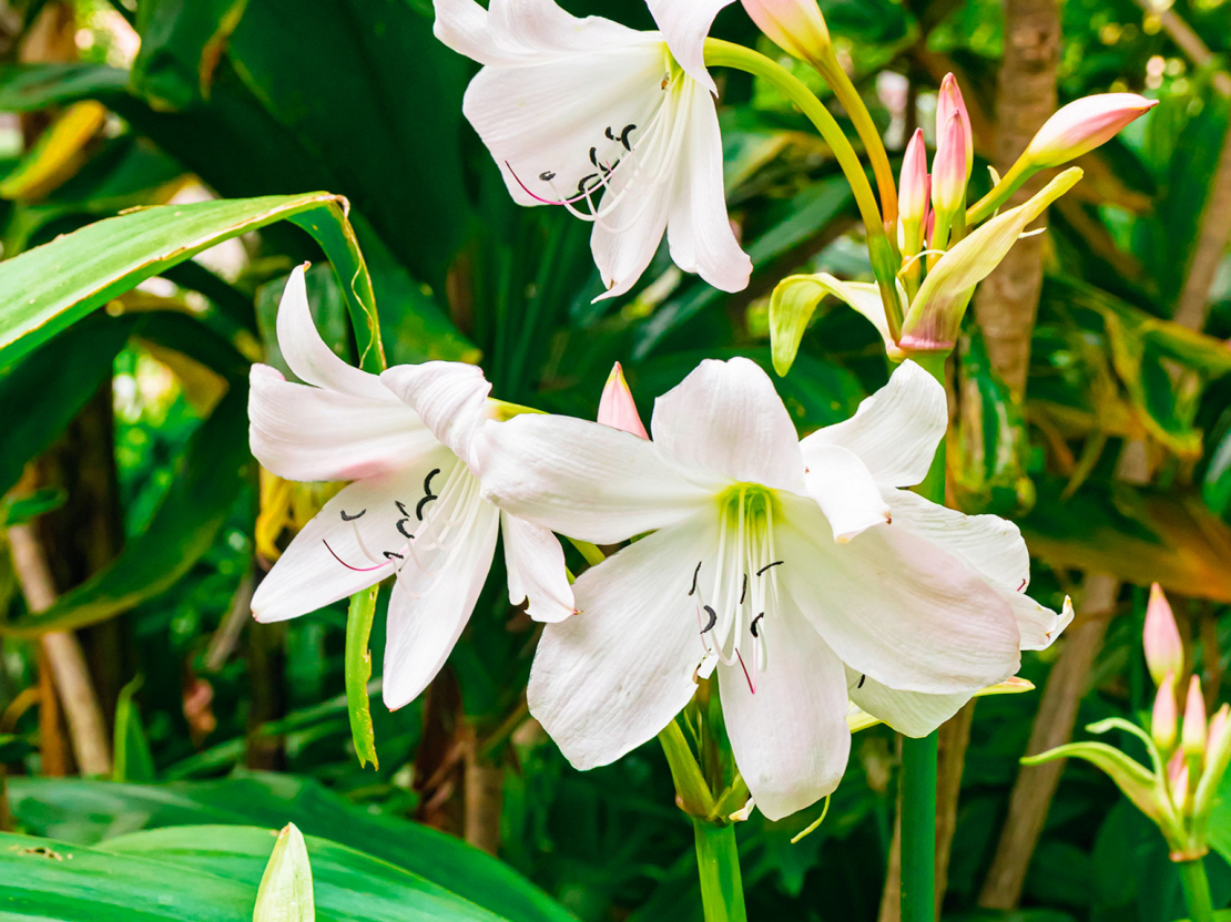 Savu patieso krāšņumu krīnija parāda vasaras beigās, rudenī, kad zied lieliem, smaržīgiem trompetveida ziediem, izkārtotiem uz gara ziedkāta.