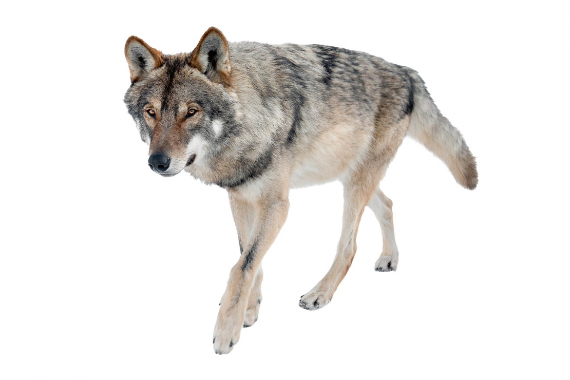 Vilks.