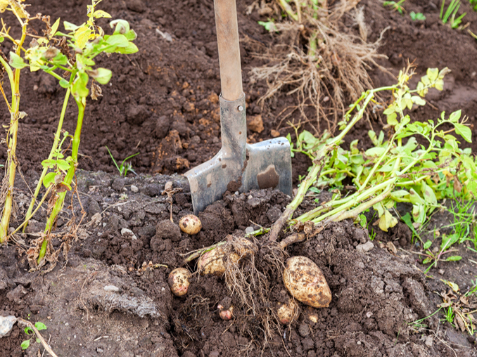 Lai arī saimnieks kartupeļus iestādīja jaunā vietā, iespējams, tie cieta no nematodes.