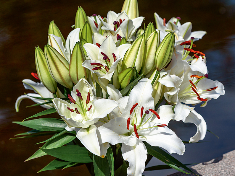 Lilijas.