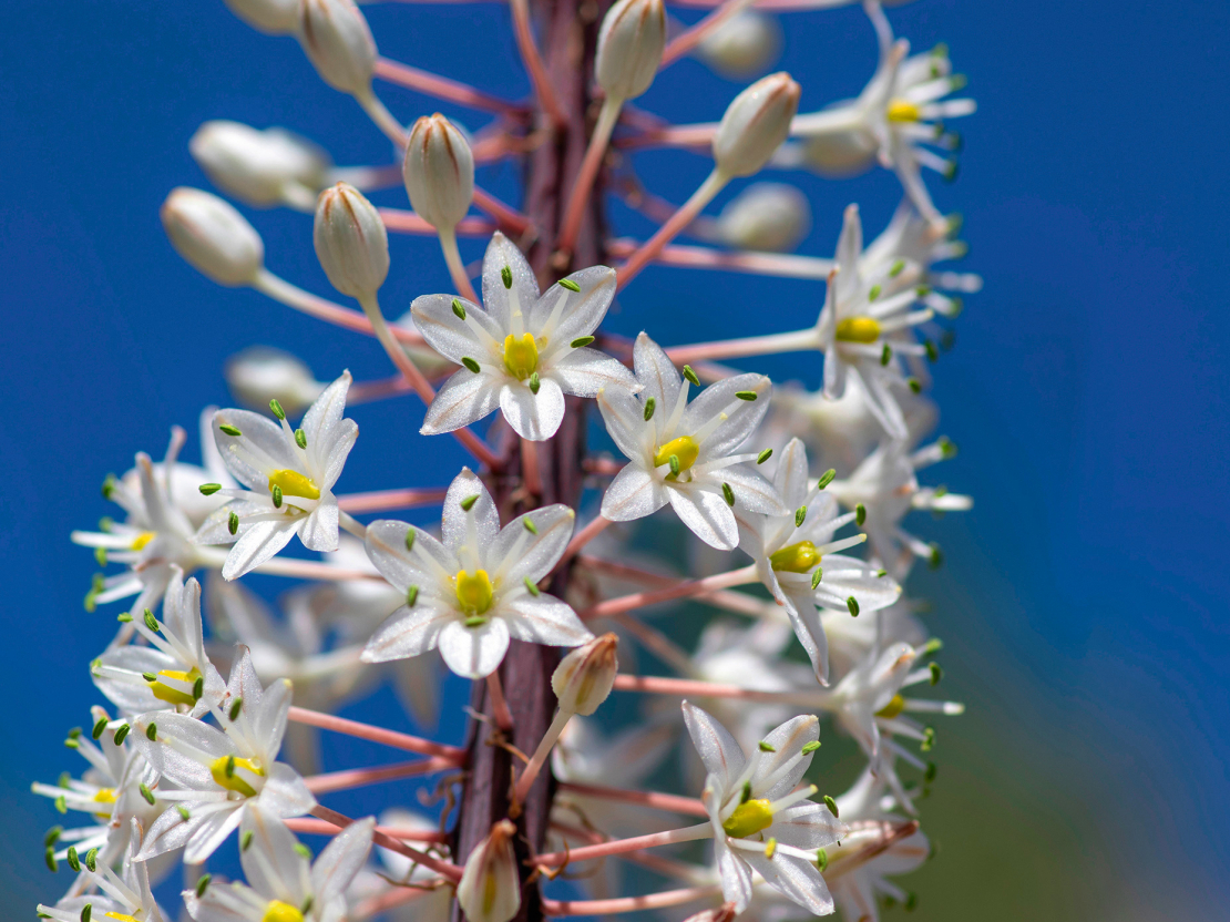 Jūrassīpola ziedi.