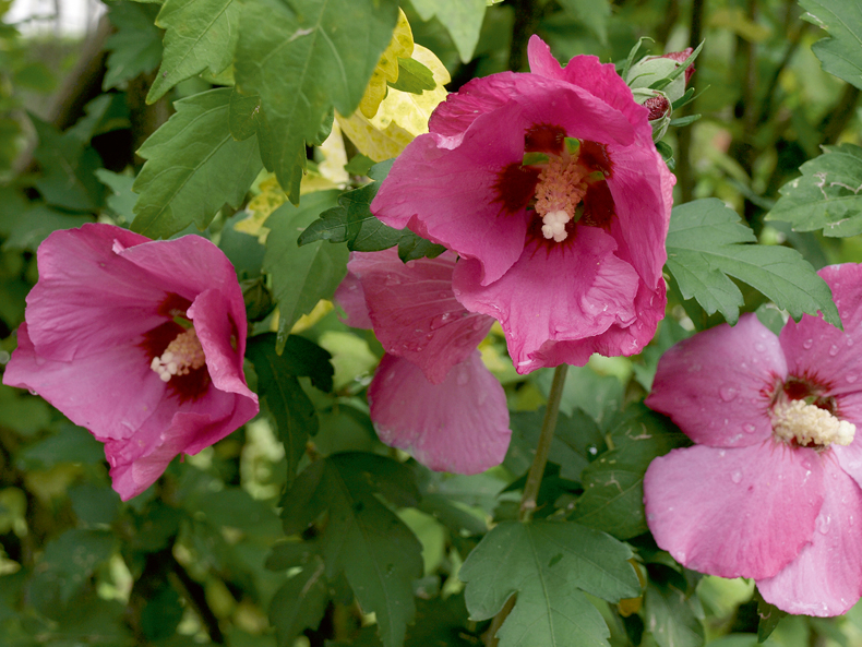 Hibisks jeb Ķīnas roze.