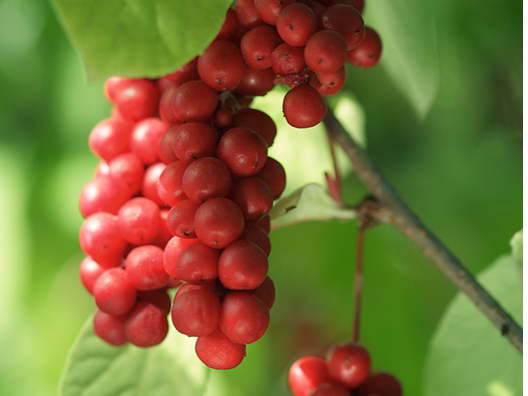 Citronliāna.