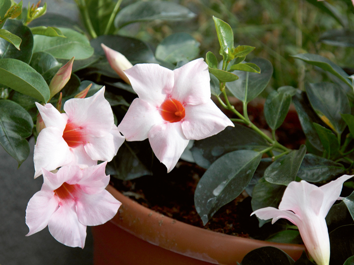 Mandevilla. 