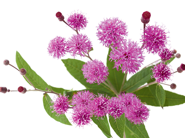 Ņujorkas vernonija (Vernonia noveboracensis).