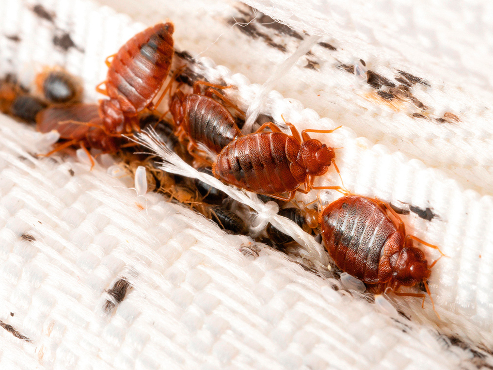 Gultas blaktis ir rezistentas pret daudziem insekticīdiem.
