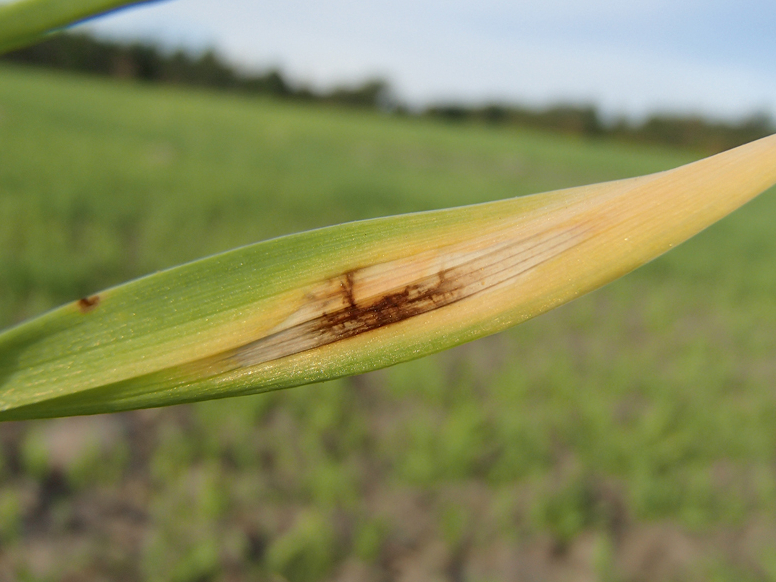Miežu lapu tīklplankumainība rudenī.