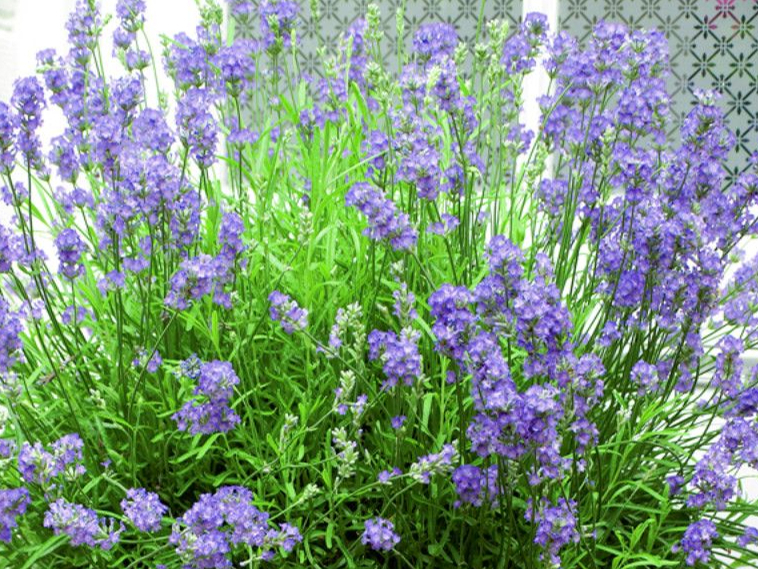 Lavanda.