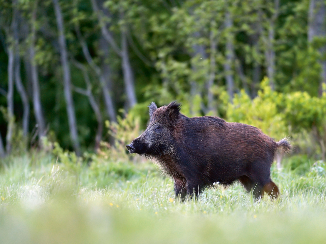 ĀCM vīruss ir ļoti dzīvotspējīgs apkārtējā vidē. Īpaši zemā gaisa temperatūrā