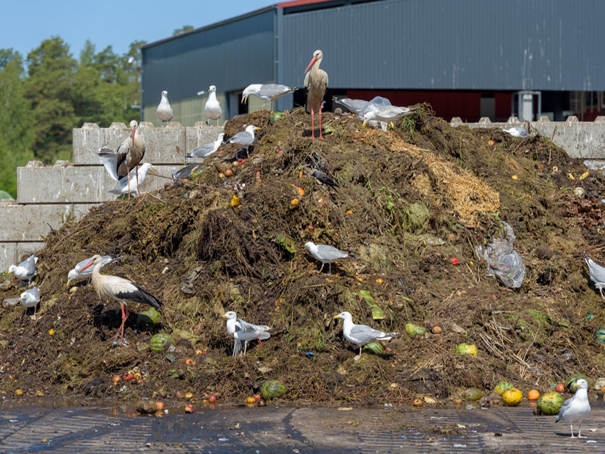 Uzņēmuma "Getliņi EKO" jaunajā bioloģiski noārdāmo atkritumu pārstrādes kompleksā vislabāk redzams, kas no solītā bioloģiski pārstrādājamā iepakojuma divu mēnešu fermentēšanas procesā sadalās un kas – nē.