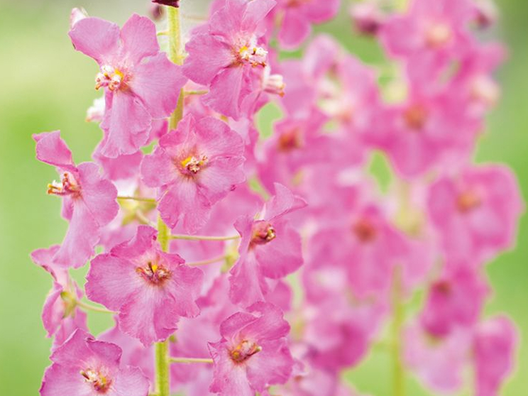 Violetais deviņvīruspēks.