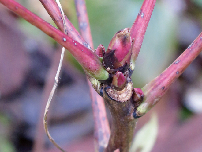 Kokveida peonijas pumpuri novembra vidū.
