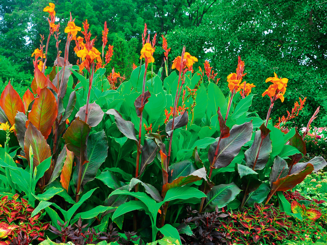 Mūsdienās ir teju 2000 kannu šķirņu – no pavisam neliela auguma līdz īstiem milžiem. 