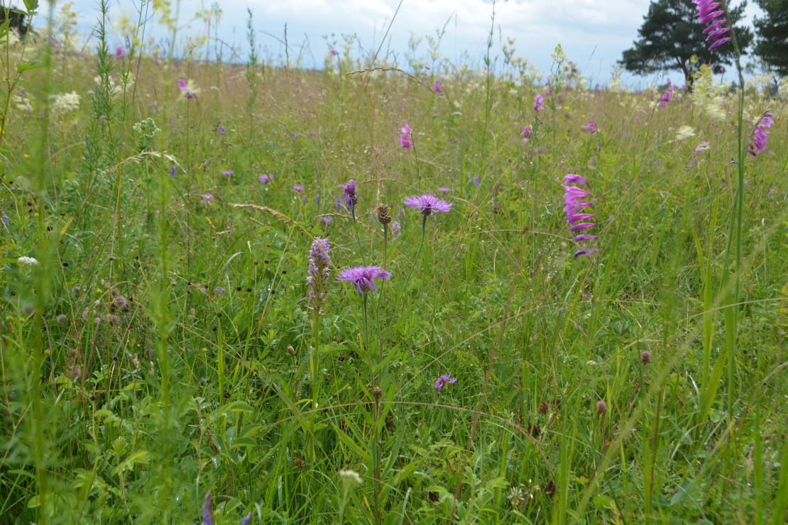 Jumstiņu gladiolas dabiskajā pļavā Vakarbuļļos.