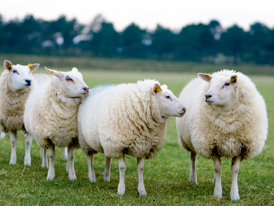 Precīzā un akurātā selekcija rezultējas produktīvās un labi muskuļotās aitās.