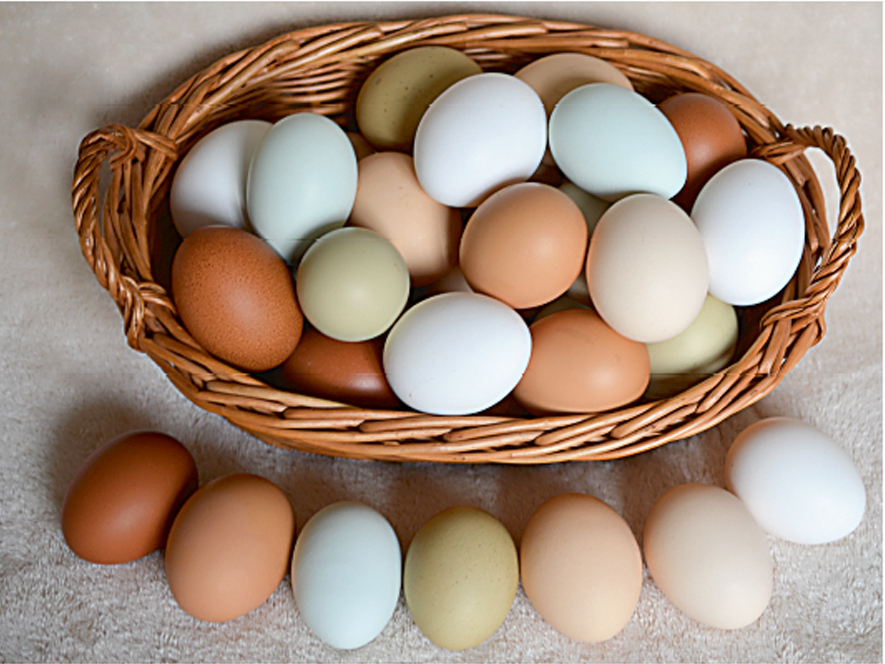 'Dominant' vistiņu olas.