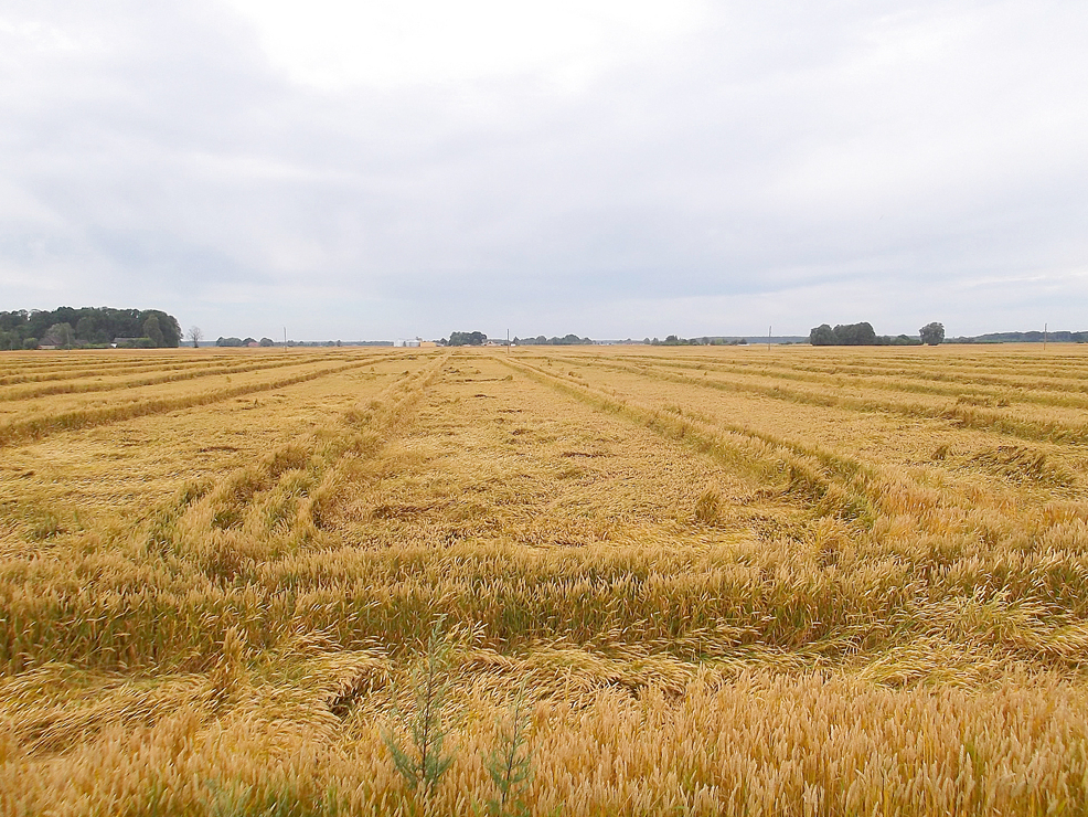 Atkarībā no veldres lieluma ražas zudums var sasniegt pat 75%.