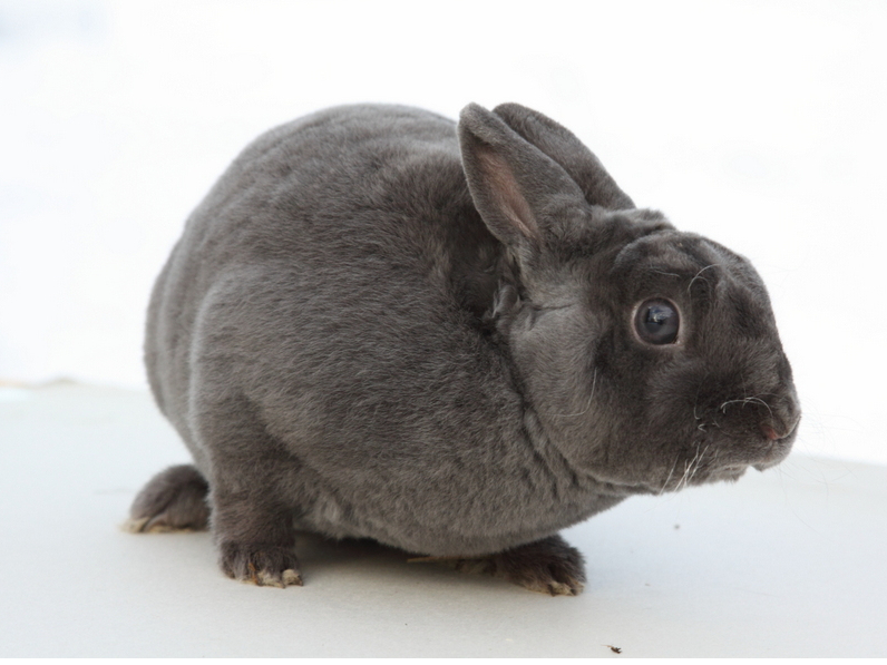 Truši ēd daudzveidīgu barību, līdz ar to vienveidīga ēdienkarte rada tikai problēmas.