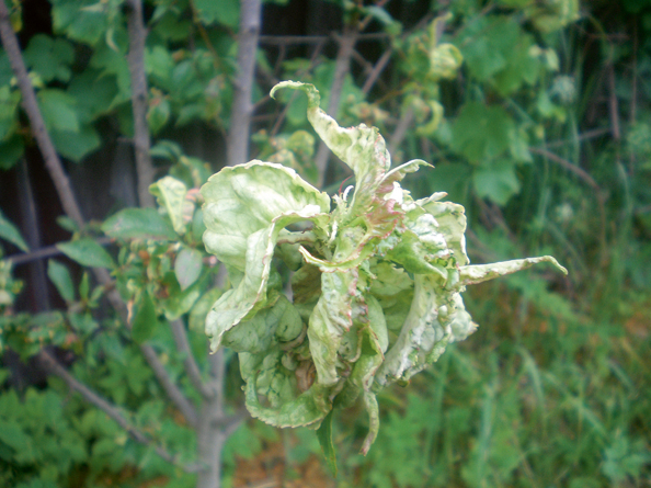 Persiku lapu čokurošanās.