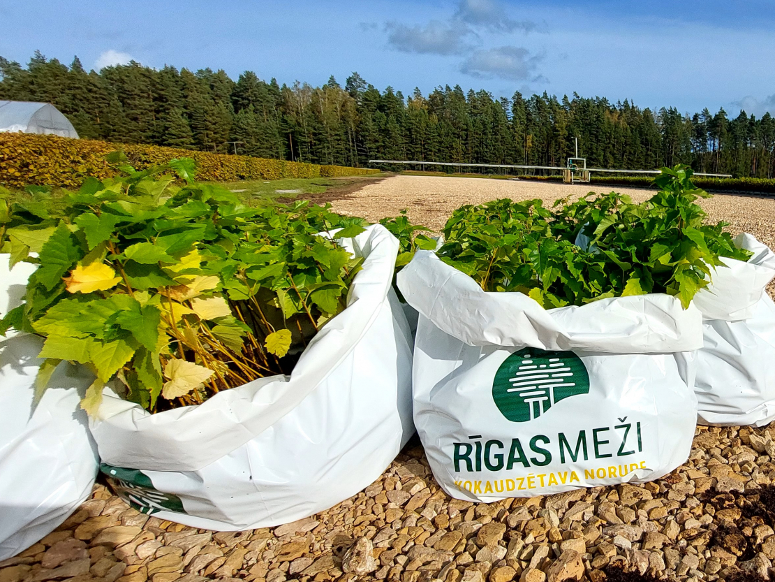 "Rīgas meži" pievienojušies Eiropas iniciatīvai par trīs miljardu koku iestādīšanu. Attēlā - bērzu stādi Tīreļu mežniecībā.