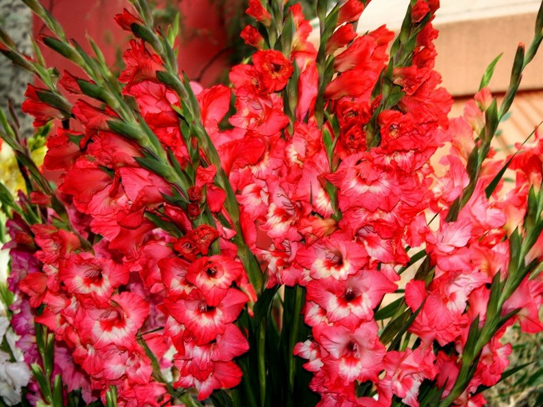 Gladiolas.