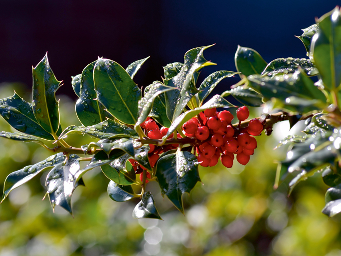 Mūžzaļais ilekss ir ļoti dekoratīvs.