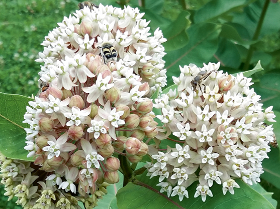 Asklēpija ir viens no augiem, kuru īpaši nevajadzētu kultivēt vai vēl trakāk – palaist savvaļā.
