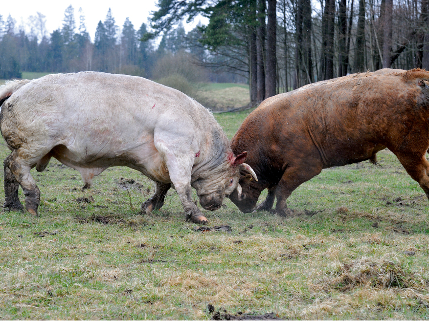 Vadošās gaļas liellopu saimniecības šajā gadā ir saglabājušas savas pozīcijas un arī izturējušas šāgada dabas apstākļu izaicinājumus.