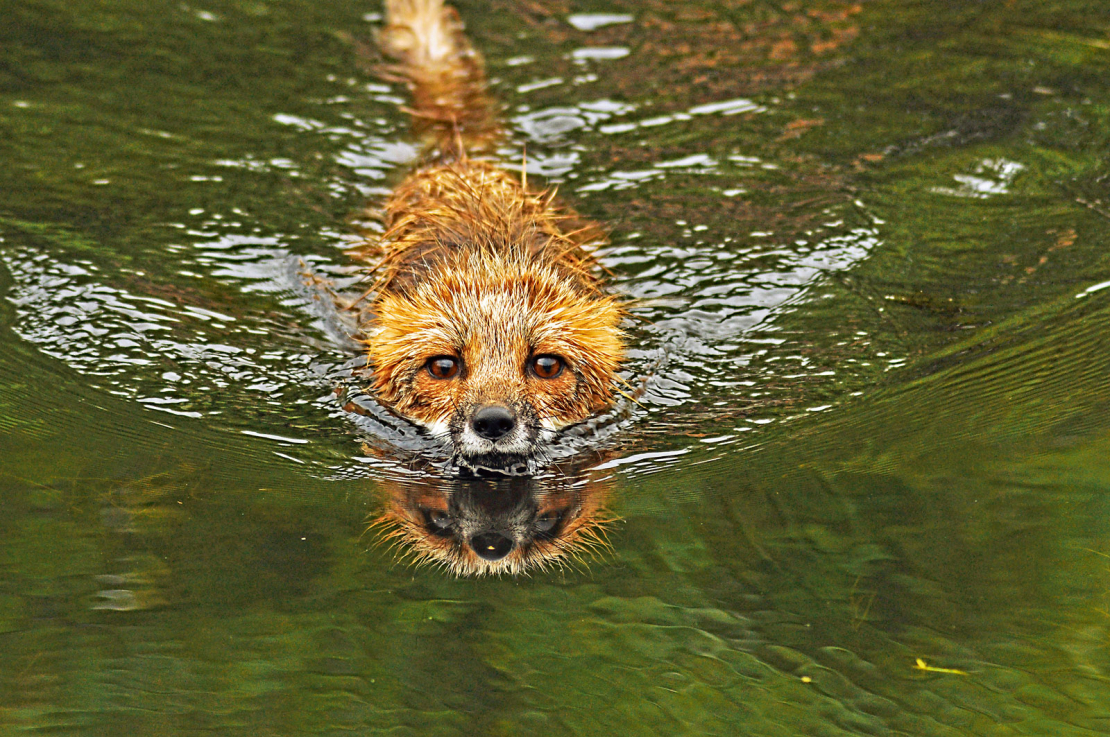 Vajadzības gadījumā lapsas spēj arī peldēt, lai gan šis noteikti nav to iecienītākais pārvietošanās veids.