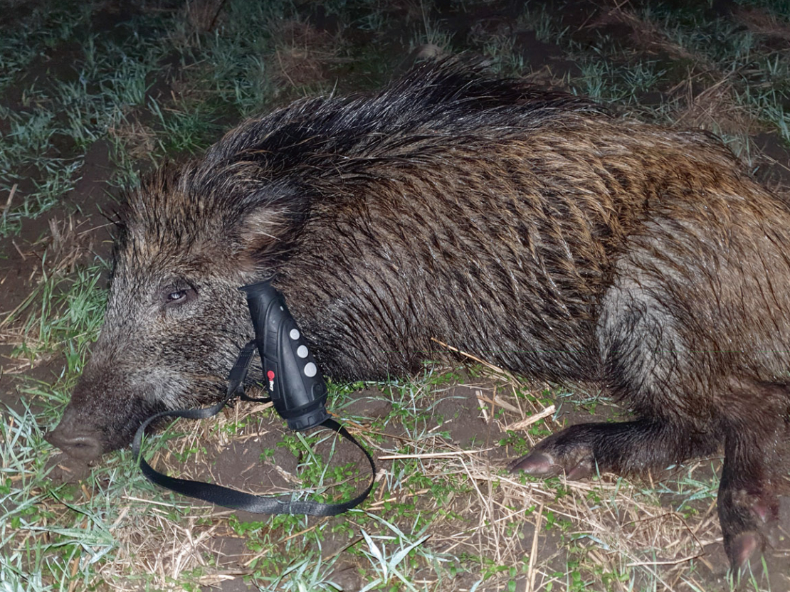 Termokamera InfiRay E3 max V3 lieliski palīdz mežacūku medībās!