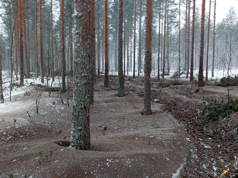 Mežs Somijā, kur veikta pelnošana.