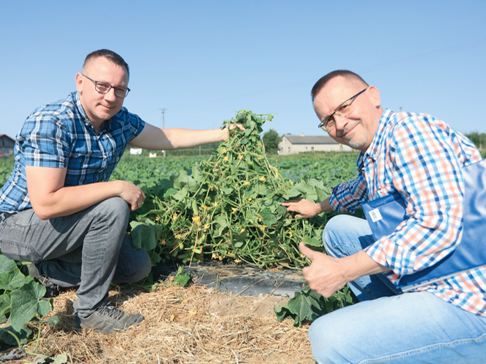 ZS "Hornigi" saimnieks un "Yara Poland" pārstāvis novērtē gurķu ražas potenciālu.
