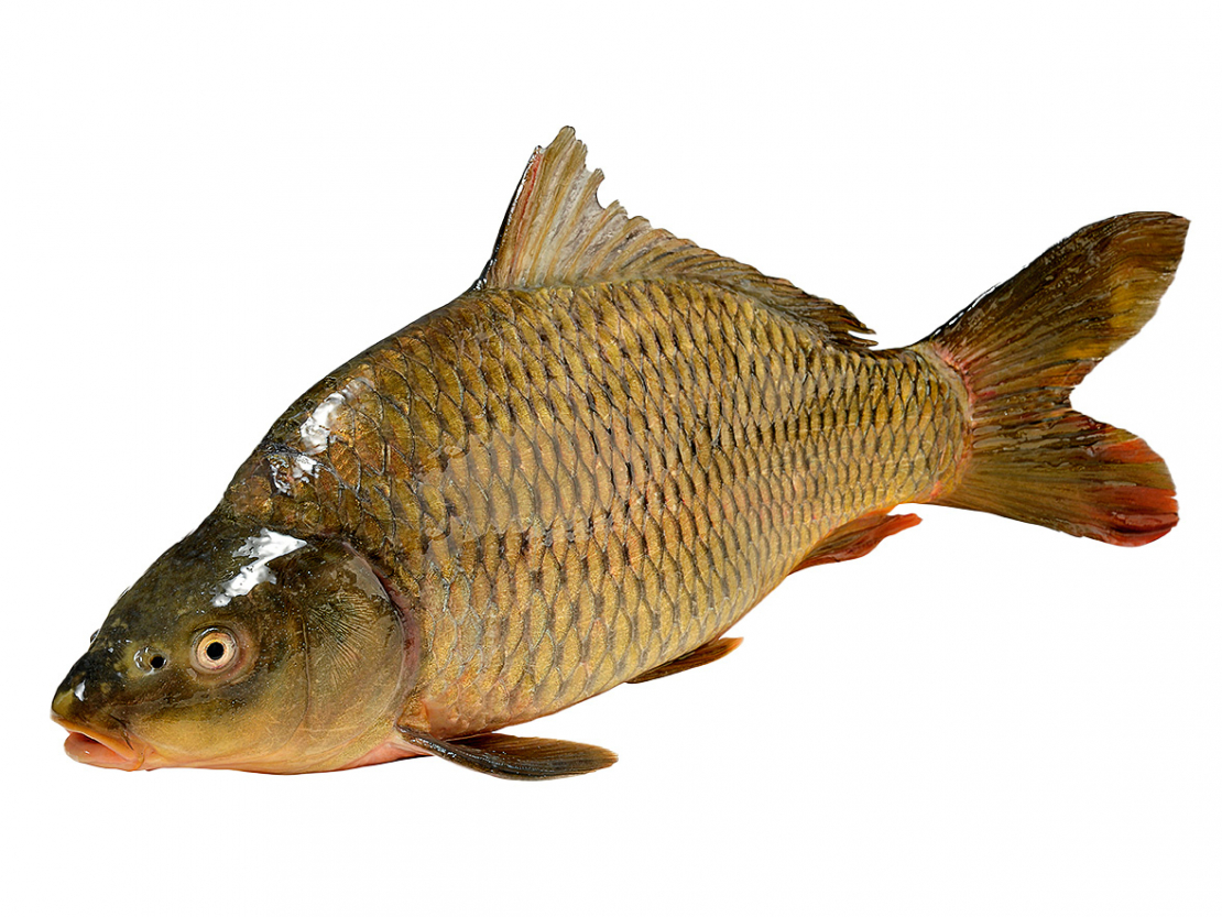Zivis ir lielisks olbaltumvielu, mikroelementu, vitamīnu, omega-3 taukskābju avots.