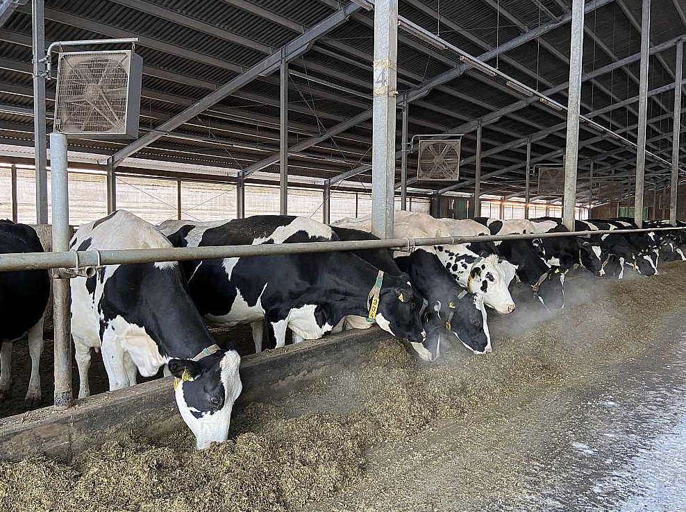Pēc 30 gadu smaga darba gandrīz bez brīvdienām zemnieku saimniecības"Caunītes" izveidotāji Ilze un Aldis Zilveri atzīst, ka šobrīd ir uz "pareizā ceļa": "Raugoties no piena realizācijas puses, esam izdarījuši visu, lai saimniecība dotu labākos rezultātus. Tagad vēl jāstrādā pie saimniecības iekšējiem darbiem, lai tā būtu vēl efektīvāka!"