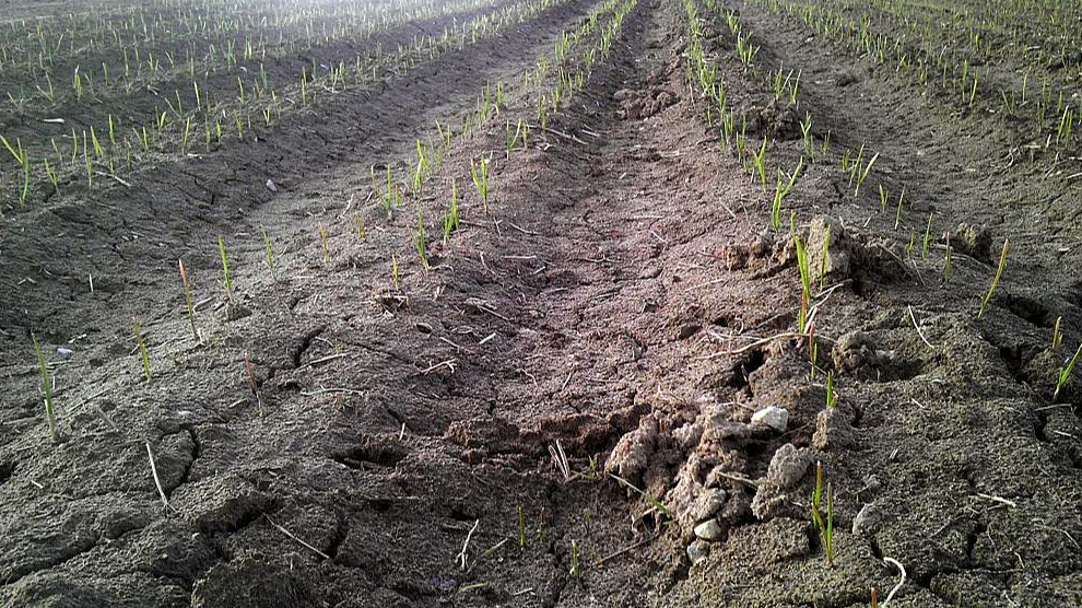 Zeme lauksaimniecībā pārvērtusies no auglības avota par ogļskābās gāzes izmešu avotu. Kā saglabāt zemes auglību un vienlaikus cīnīties ar klimata pārmaiņām – par to lauž šķēpus zemnieki un zinātnieki.