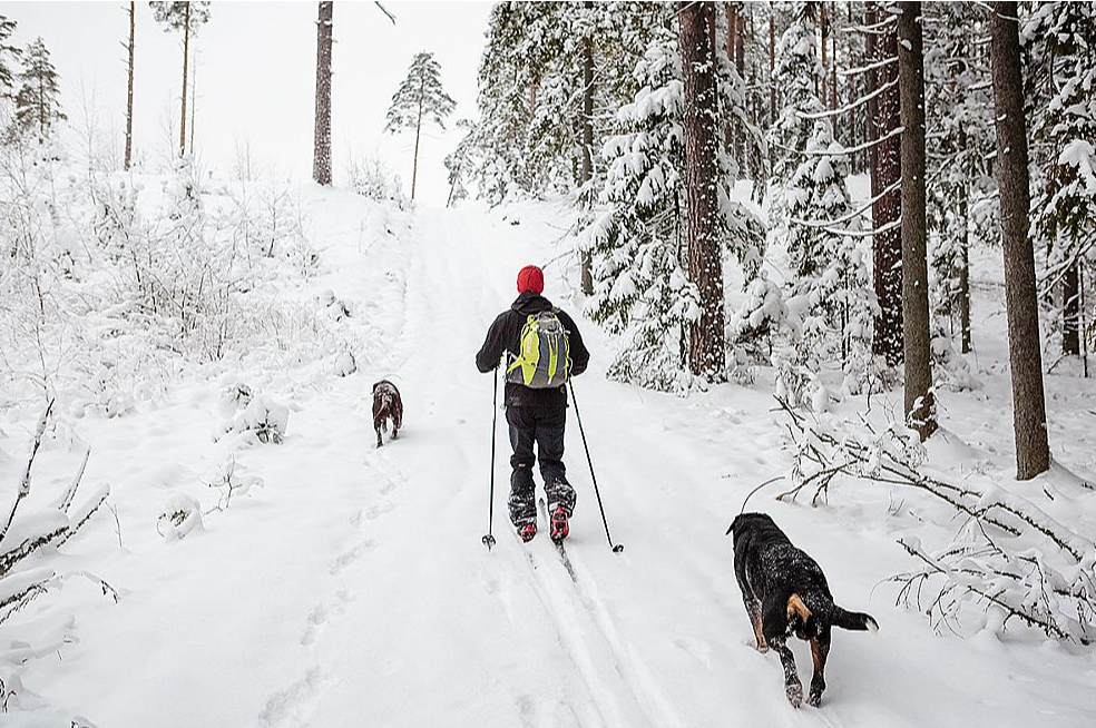 Pēdējā laikā slēpošanas pārgājieni dabā kļūst arvien populārāki.