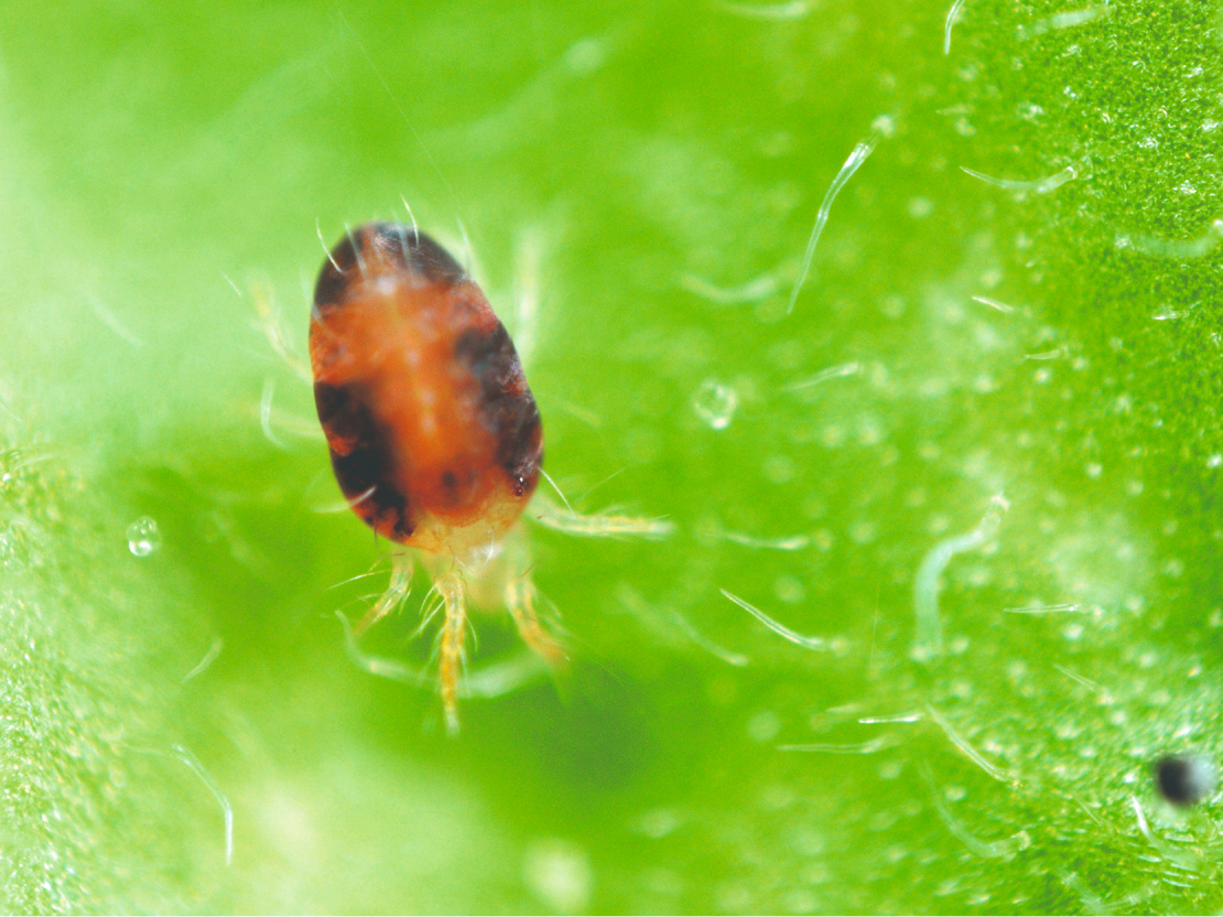 Siltumnīcā tīklērce var nonākt ar stādu materiālu vai pārziemot.