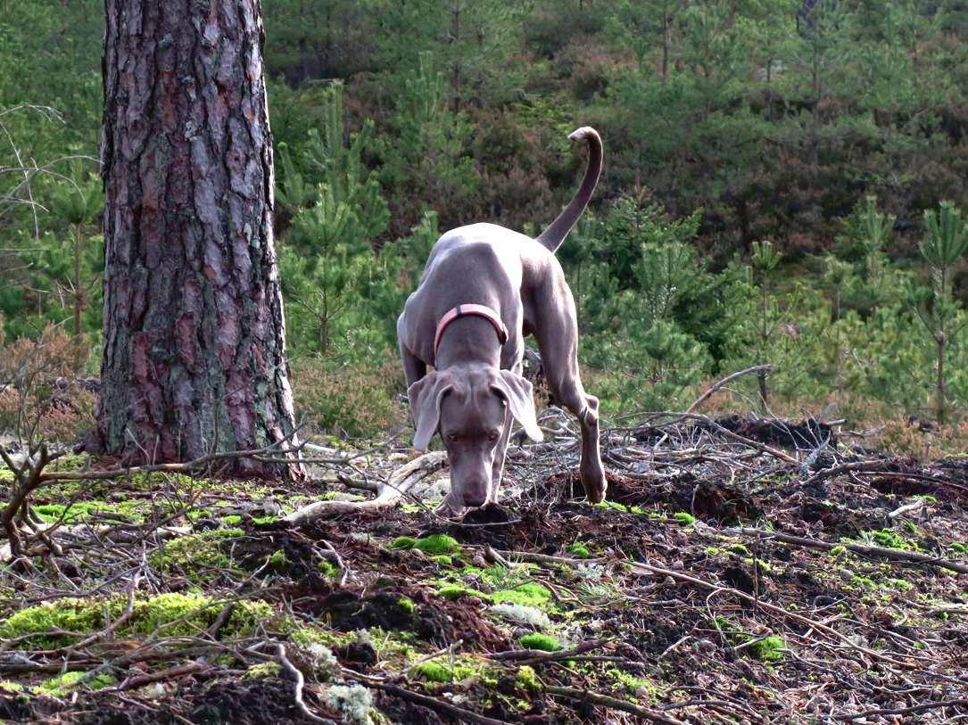 Medību platību izpēte pat ārpus medību procesa ir ļoti svarīga. Tā māca atšķirt smaržas, sekot saimniekam, orientēties mežā.