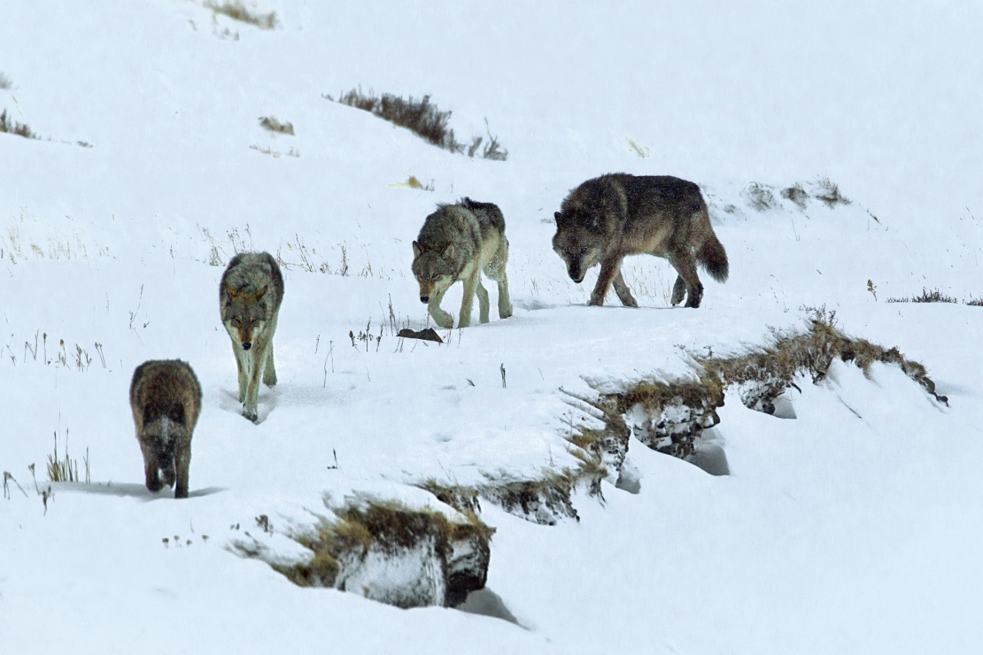 Aizsardzības statusa maiņa neatceļ legālo nepieciešamību vilkus aizsargāt, bet pieļaut adaptīvo apsaimniekošanas sistēmu, kas ir vairāk piemērota sugai, kas vairs nav apdraudēta un stabili pieaug.
