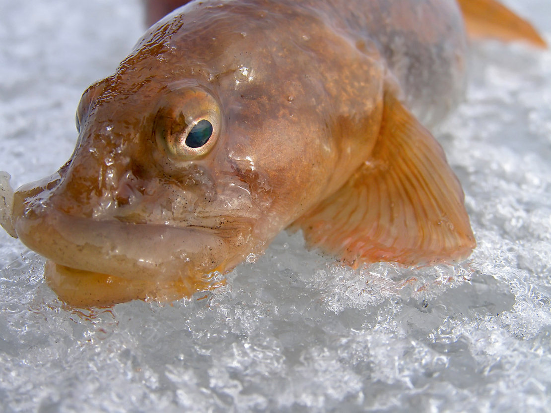 Kā likums, lucīši nārsto februārī, patiesībā tuvāk februāra otrajai pusei.