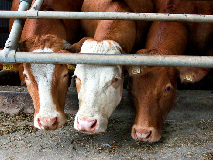 IBR un BVD apkarošanas programmas būs solis arī produktīvo dzīvnieku veterināro prakšu sakārtošanas virzienā.
