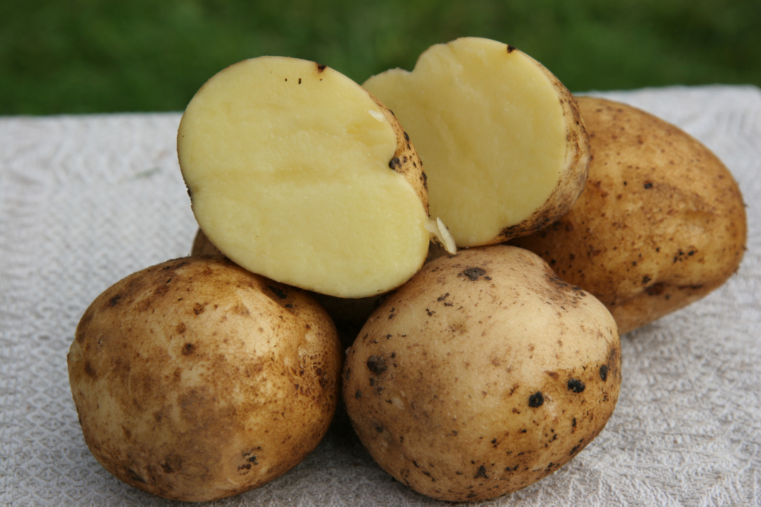 Šķirne 'Vineta'.
