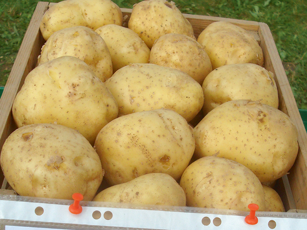 Škirne 'Rigonda'.