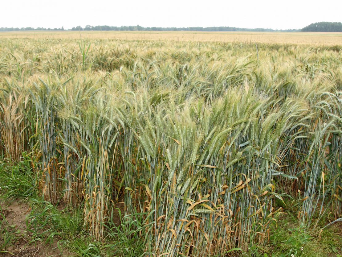 Tritikāles lauks. Tritikāle - labības augs, kas izveidots, krustojot kviešus (Triticum) un rudzus (Secale).