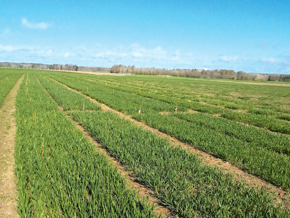 Ziemas kviešu izmēģinājuma lauks.