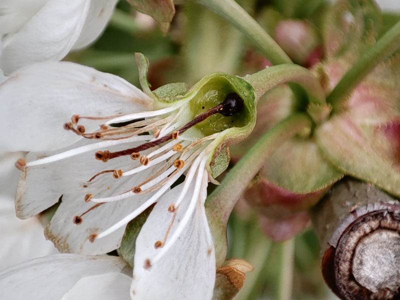 Salnās bojātie saldo ķiršu ziedi.