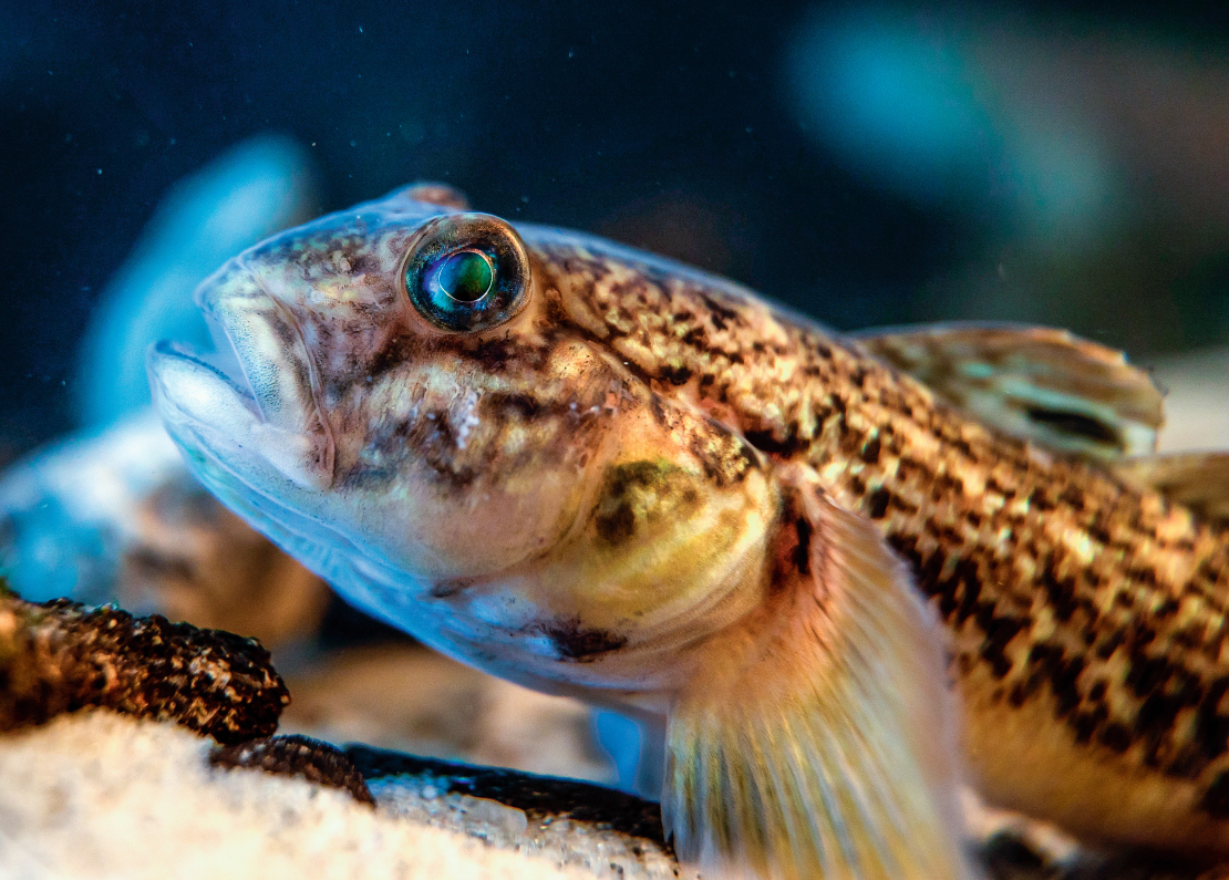 Zemūdens bullīši.