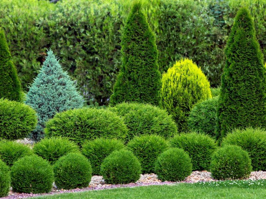Skuju kokaugu dārzā
var panākt izteiksmīgas formas un krāsas, lakoniskas kompozīcijas un, protams, zaļu dārza rotu visa gada garumā 