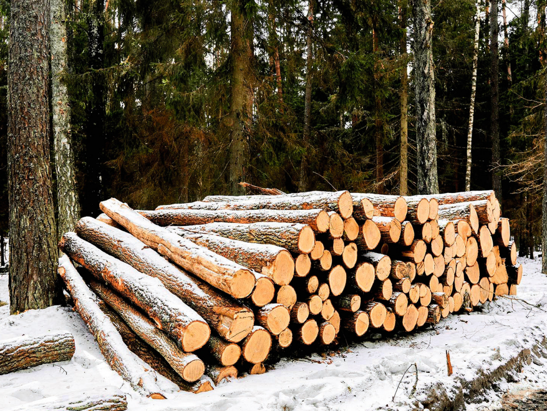 Darījums – kokmateriālu vai augošu cirsmu piegāde, būs ar PVN apliekams, ja tiks veikts saimnieciskās darbības ietvaros un pārsniegs 40 000 eiro. 